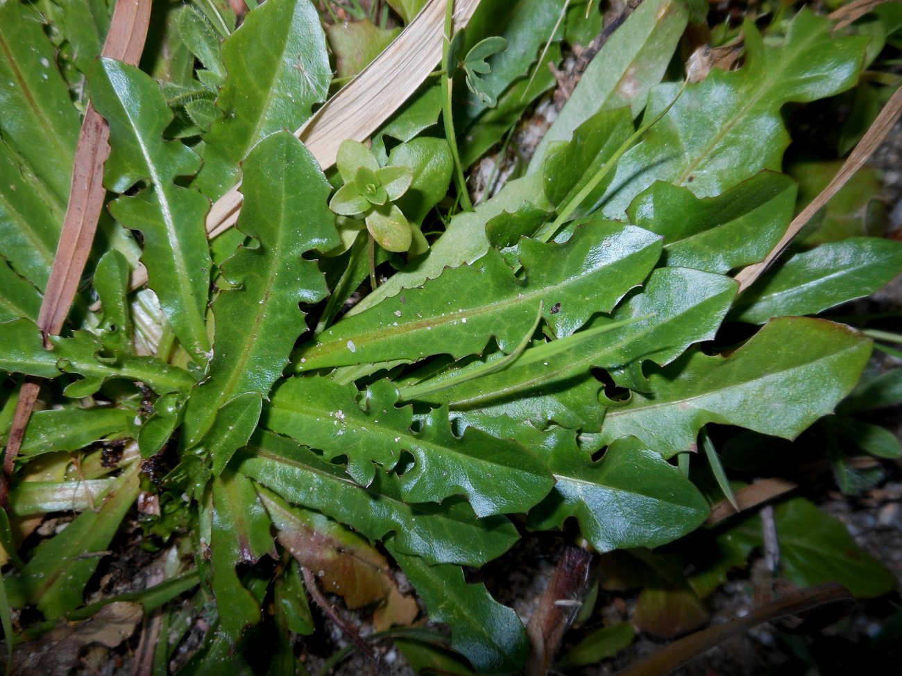 Crepis bellidifolia/Radicchiella a foglie di pratolina